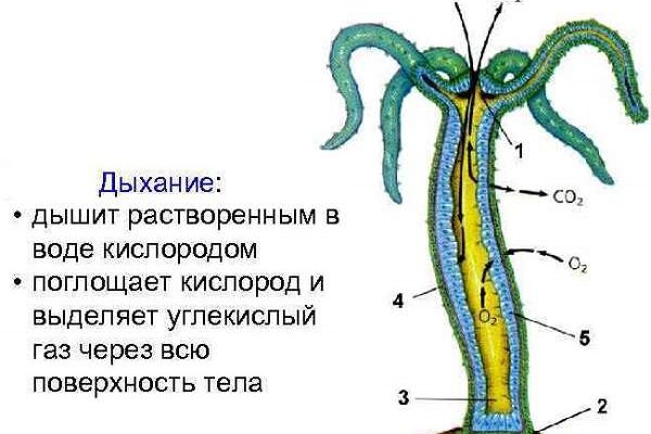 Кракен ссылка 2 веб