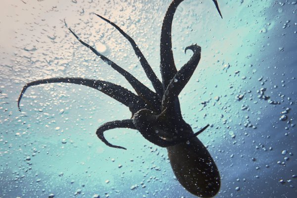 Kraken dark market