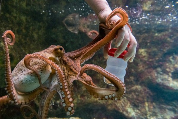 Kraken market